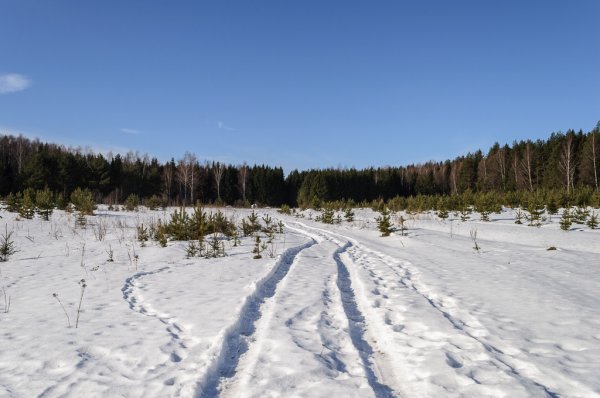 Snowy Glade